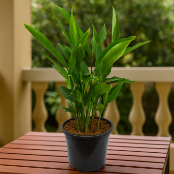  Elaichi Plant – Velchi, True Cardamom Plant