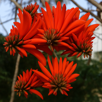 Erythrina Corallodendron, Coral Tree Plant 