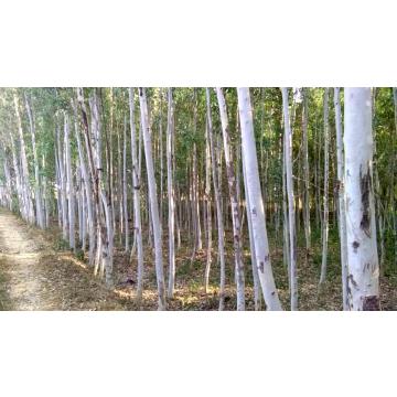 Eucalyptus Hybrida, Eucalyptus , Safeda Plant 