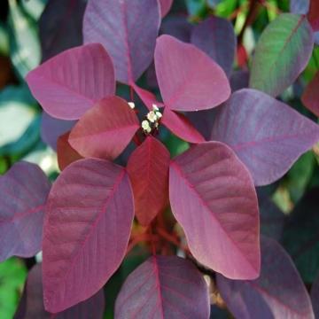  Euphorbia Cotinifolia , Red Spurge Plant 