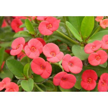 Buy Euphorbia Milli, Crown Of Thorns Plant 