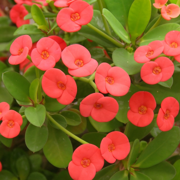 Buy Euphorbia Milli, Crown Of Thorns Plant 