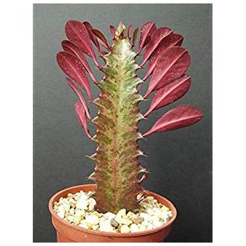 Buy Euphorbia Trigona. African Milk Tree Plant 