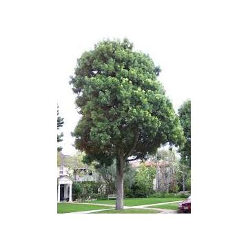 Podocarpus Gracilior Plant, Fern Pine, African Fern Pine Conifer 