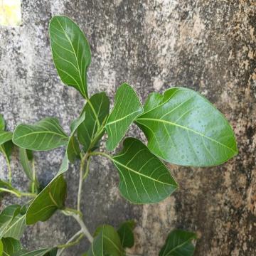 Buy Ficus Krishnae Plant, Krishna Fig Plant 