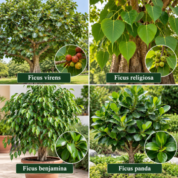 Ficus Tree Collection – 4 Ficus Varieties