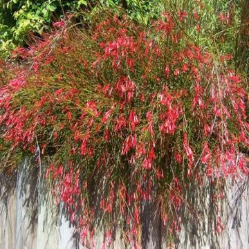Russelia Juncea Plant , Fire Cracker Plant 