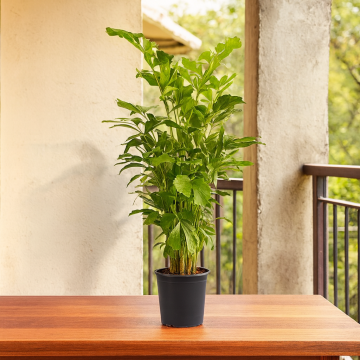Buy Caryota Urens Plant, Fish Tail Palm 