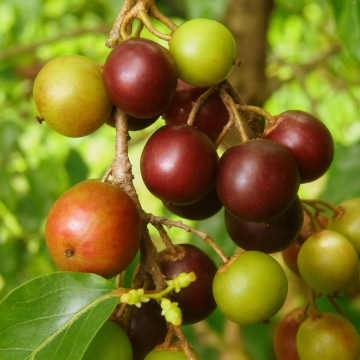 Flacourtia Jangomas, Coffee Plum , Puchnala Plant