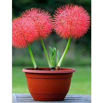 Buy Scadoxus Multiflorus Bulbs, Football Lily Bulbs - 5 Bulbs Pack