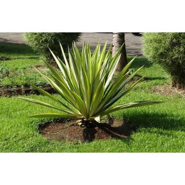 Furcraea ( Furcaria ) Foetida, Fique Plant 
