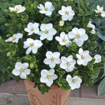 Buy Gardenia Grandiflora ( Indra Kamal ) Plant 