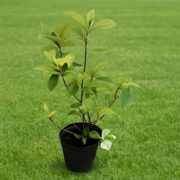 Buy Gardenia Variegata Plant, Gardenia Plant 