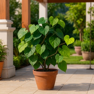 Tinospora Cordifolia , Giloy - 10 Seeds Pack