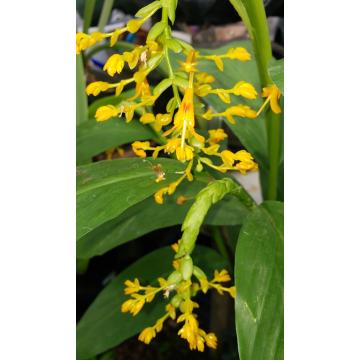 Buy Globba Winitii Yellow Bulbs - Pack Of 5 Bulbs -Delivery All Over India