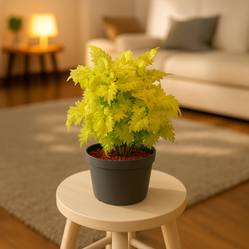 Buy Golden Coleus Plant 
