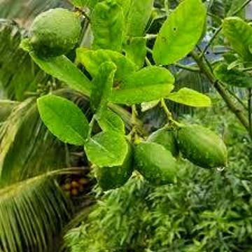 Gandharaj Lemon Plant