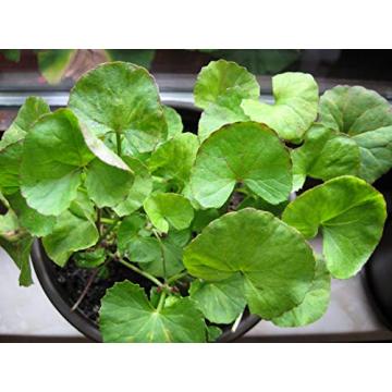 Buy Centella Asiatica Seeds , Gotu Kula - 100 Seeds Pack