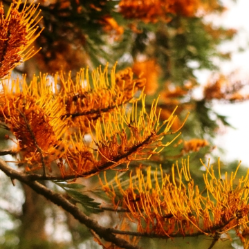 Grevillea Robusta, Silver Oak , Australian Pine Plant 