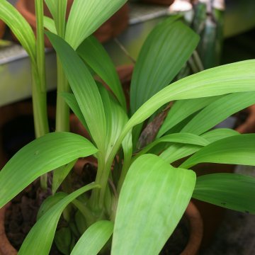 Buy Phaius Wallichii Plant  ( Ground Orchid )