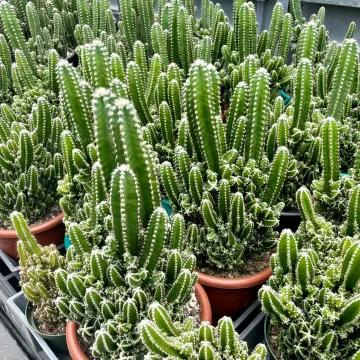 Acanthocereus tetragonus ( Fairy Castle Cactus )