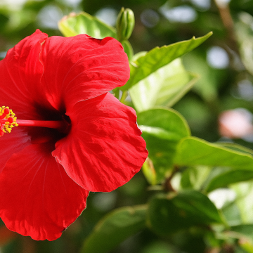 Buy Hibiscus Plant , Gudhal 