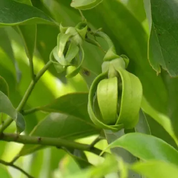 Artabotrys Hexapetalus , Ylang Ylang Vine, Hari Champa  Plant