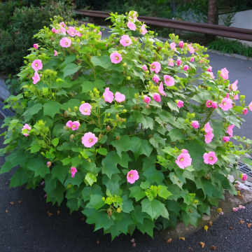  Hibiscus Mutabilis ,Changeable Rose Plant In India