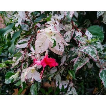 Hibiscus Rosa-Sinensis Variegata Plant
