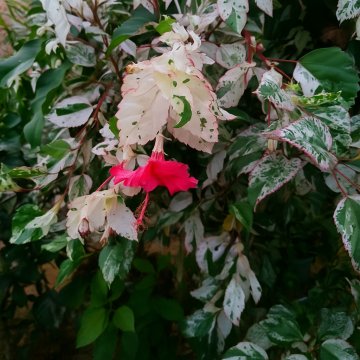 Hibiscus Rosa-Sinensis Variegata Plant