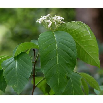 Holarrhena Antidysenterica , Coral swirl - 50 Seeds Pack