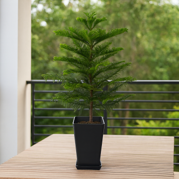 Buy Araucaria Cunninghamii, Hoop Pine Plant 
