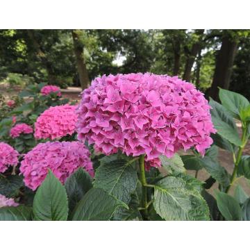 Buy Hydrangea Hortensis , Hydrangea Plant 