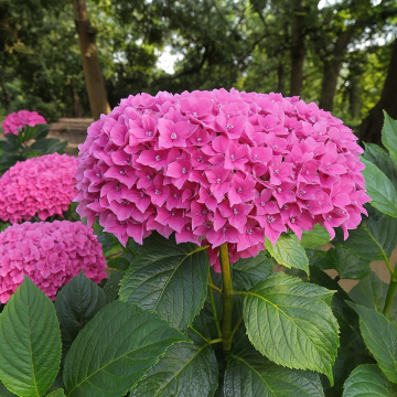 Buy Hydrangea Hortensis , Hydrangea Plant 