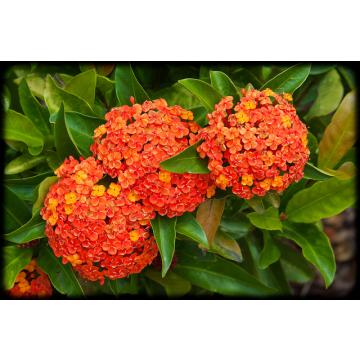 Buy Ixora Coccinea , Jungle Geranium Plant 
