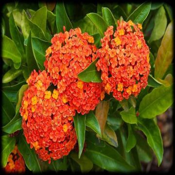 Buy Ixora Coccinea , Jungle Geranium Plant 