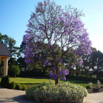 Buy Jacaranda Mimosaefolia, Blue Jacaranda, Neeli Gulmohar