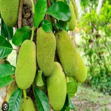 Artocarpus Heterophyllus, Jackfruit ( Kathal ) Plant