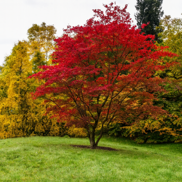 Japanese Maple ( Acer Palmatum )  - 10 Seeds Pack