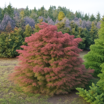 Buy Cryptomeria Elegans, Japanese Red Cedar Plant - Delivery All Over India
