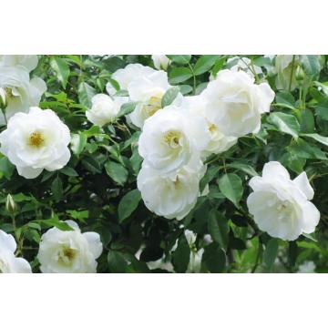 Buy Jasminum Sambac, Mogra Plant 
