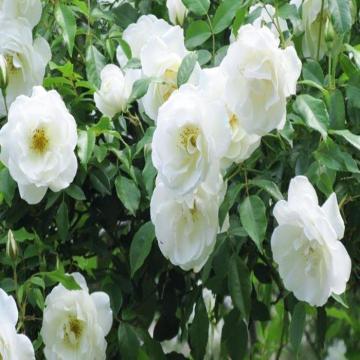 Buy Jasminum Sambac, Mogra Plant 