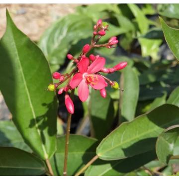 Jatropha Integerrima Plant