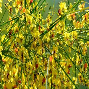 Parkinsonia Aculeata , Jerusalem Thorn Plant With Free Shipping