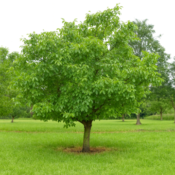 Buy Juglans Regia Plant, Walnut Plant  ( Akhrot )
