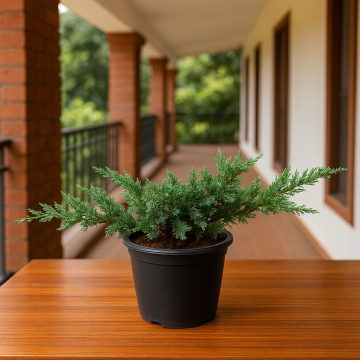 Buy Juniperus Horizontalis Prostrata Plant 