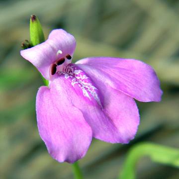 Justicia Ovata , Loose flower Water Willow Plant