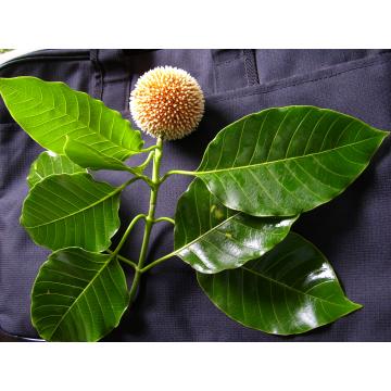 Anthocephalus Cadamba Seeds , Kadam Tree - 50 Seeds