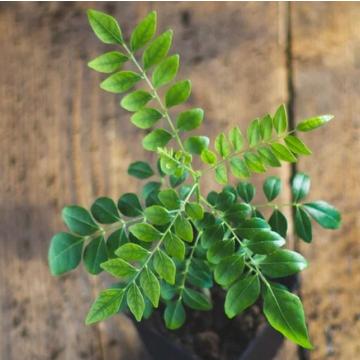 Murraya Koenigii ( Kadi Patta ) Curry Leaf Plant