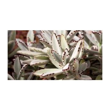 Buy Kalanchoe Tomentosa Plant 